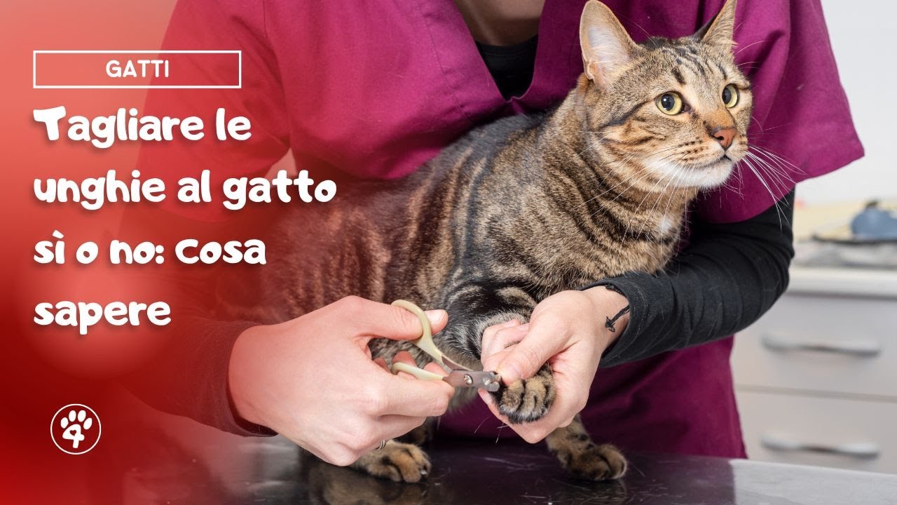 tagliare le unghie al gatto si o no