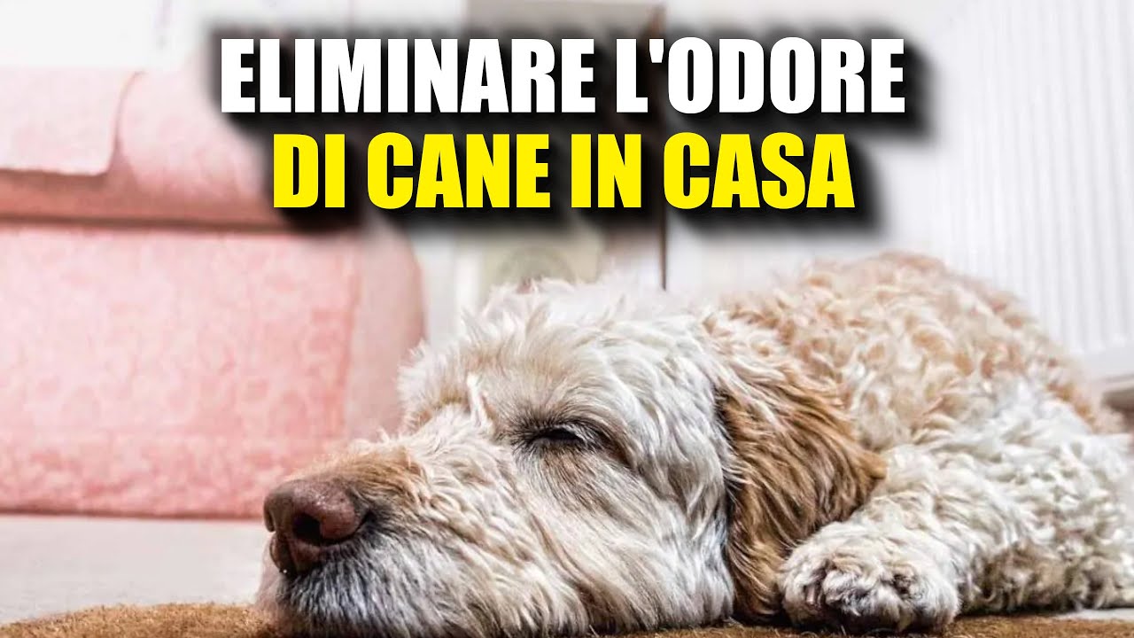 togliere odore di cane in casa