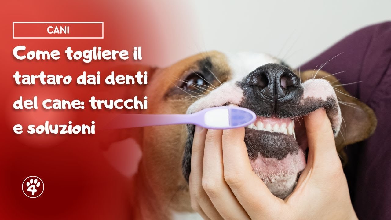 togliere tartaro denti cane senza anestesia