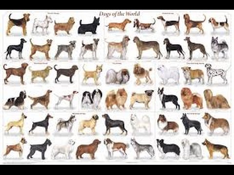 tutte le razze canine con foto
