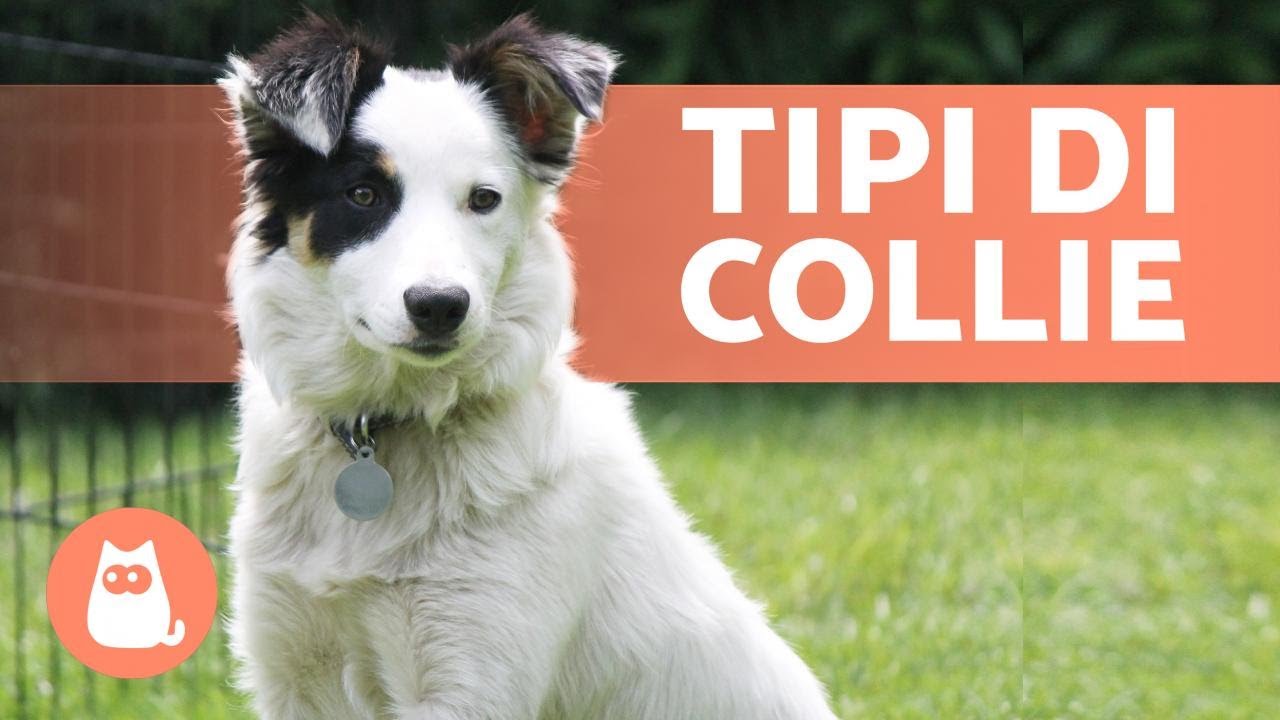 tutti i tipi di cane pastore