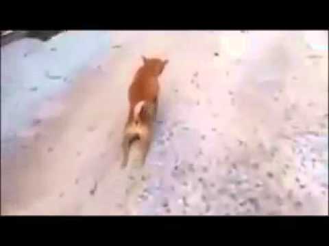 un cane paralizzato muove la coda