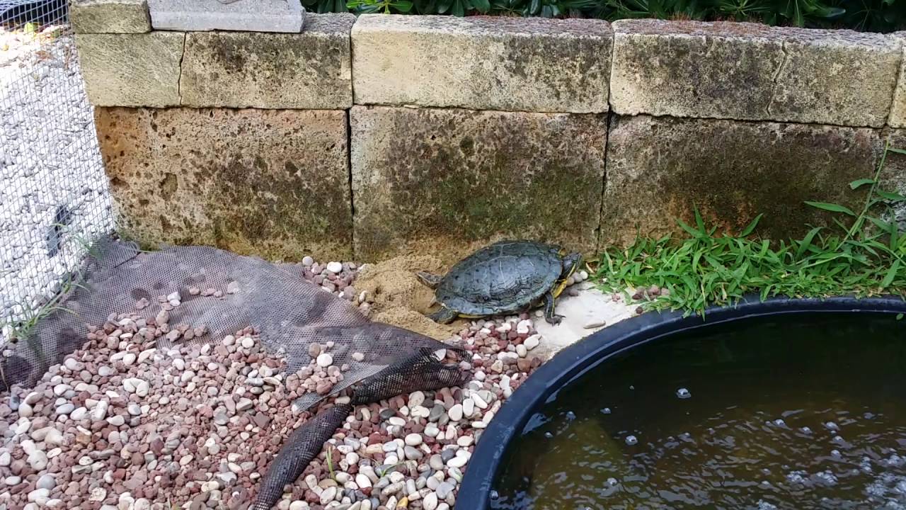 uova di tartaruga d'acqua dolce non fecondate