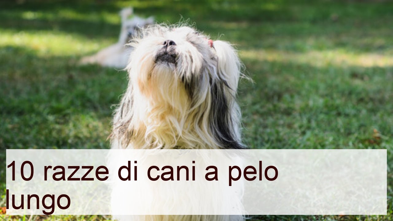 varietà di cane con il pelo lungo