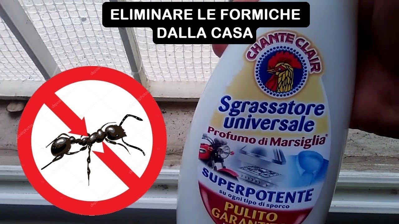 veleno per formiche fa male ai gatti