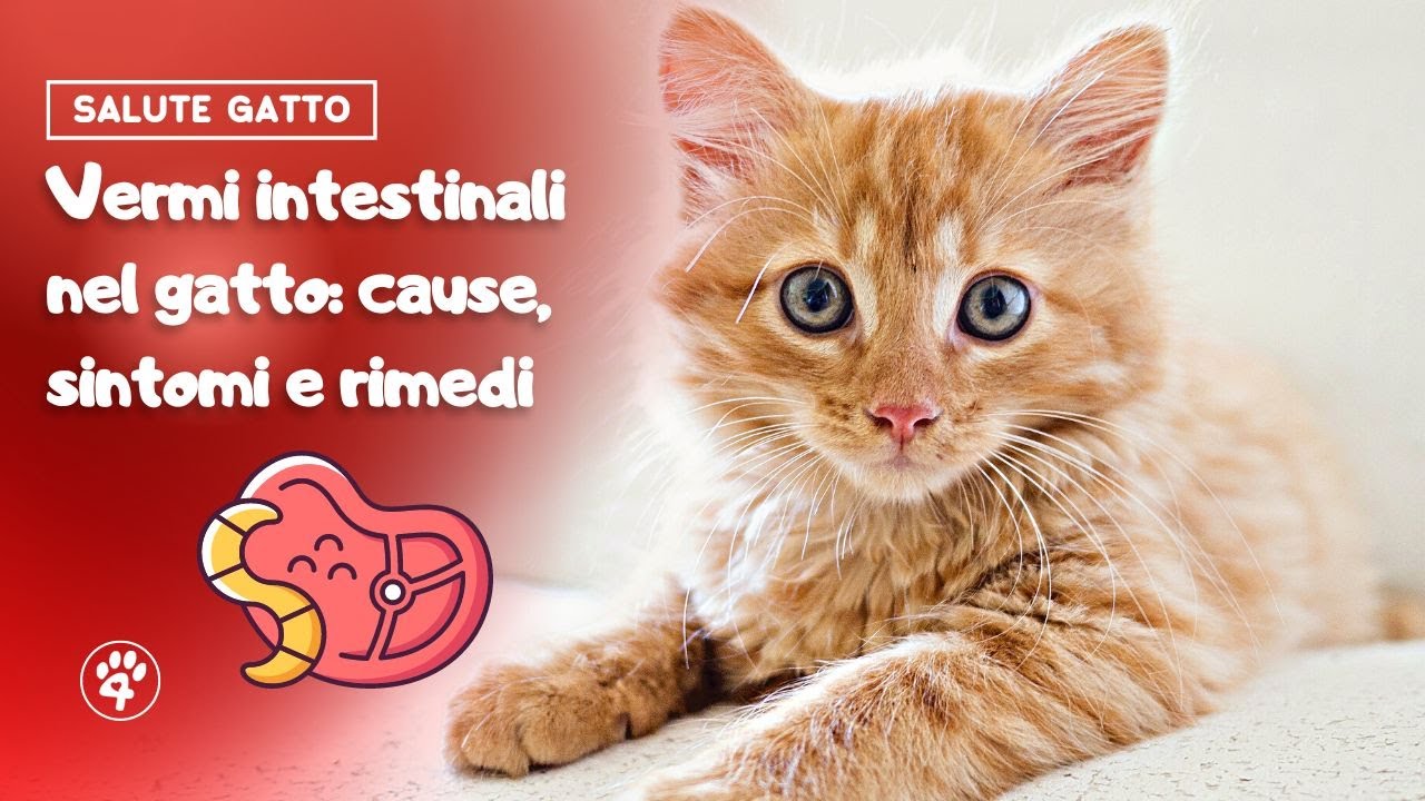 vermi bianchi nelle feci del gatto