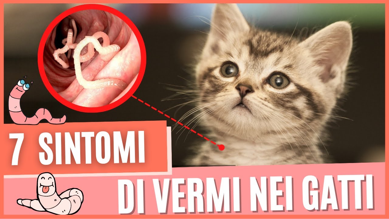 vermi che escono dall'ano del gatto