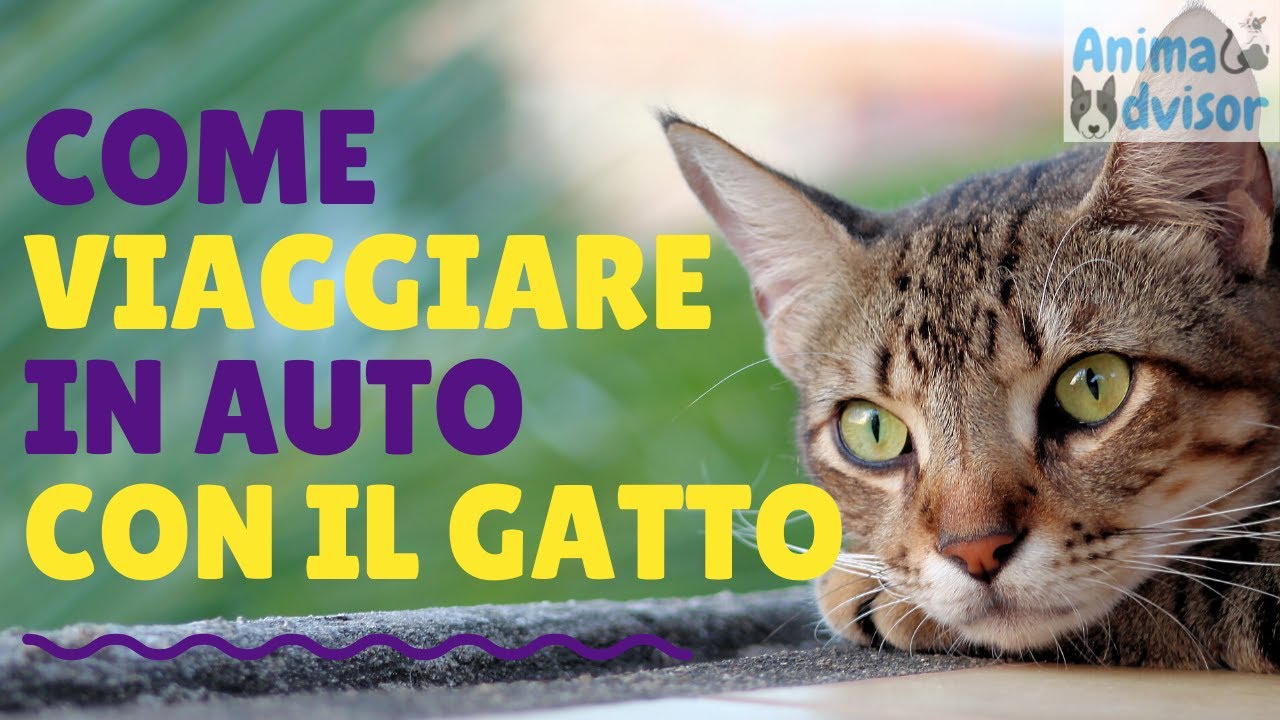 viaggiare con il gatto in macchina
