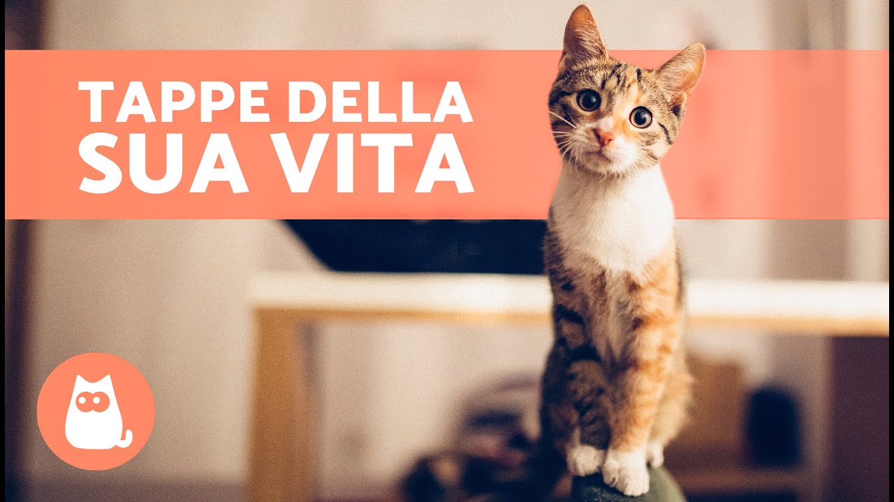 10 anni di un gatto a quanto corrispondono