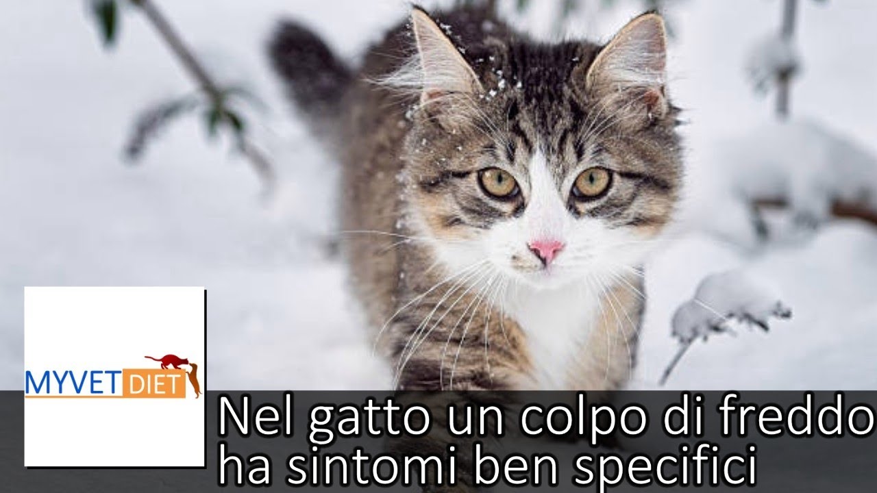 a che temperatura resiste il gatto freddo