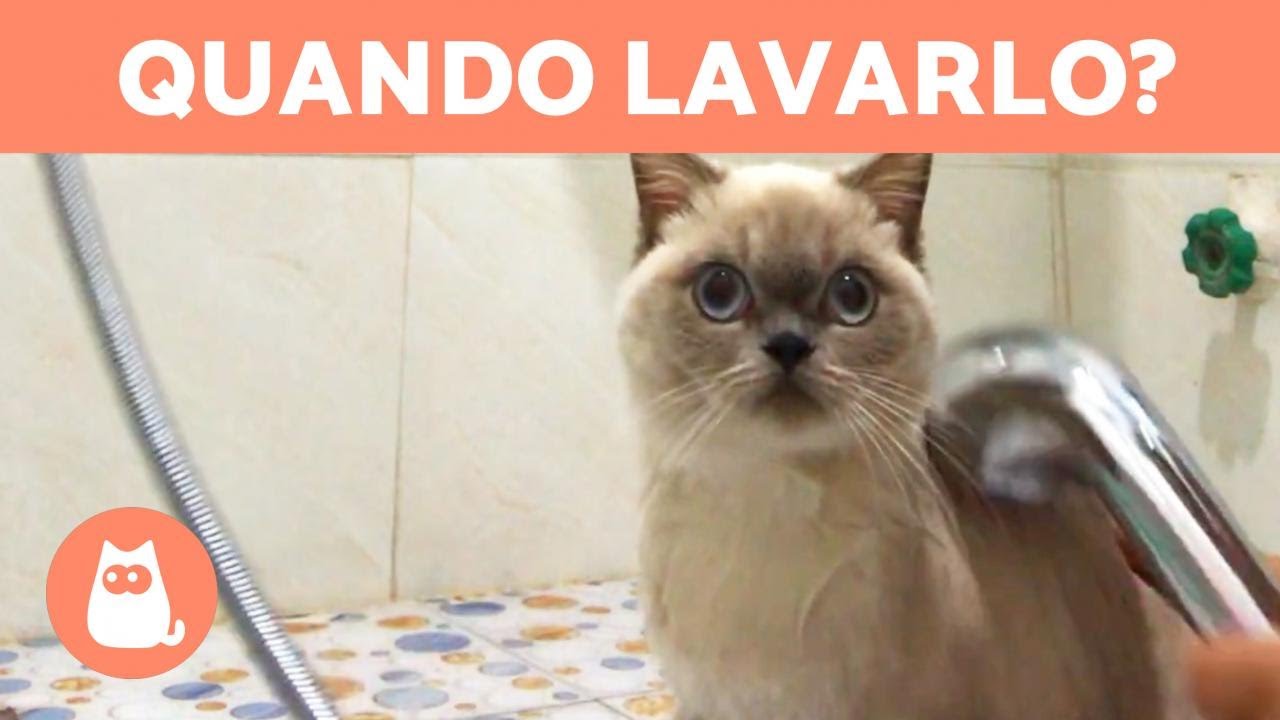 a quanti mesi si può fare il bagno al gatto