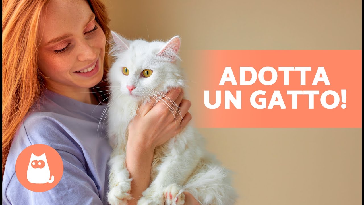 adottare un gatto vicino a me