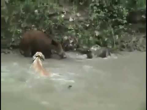 caccia al cinghiale con dogo argentino