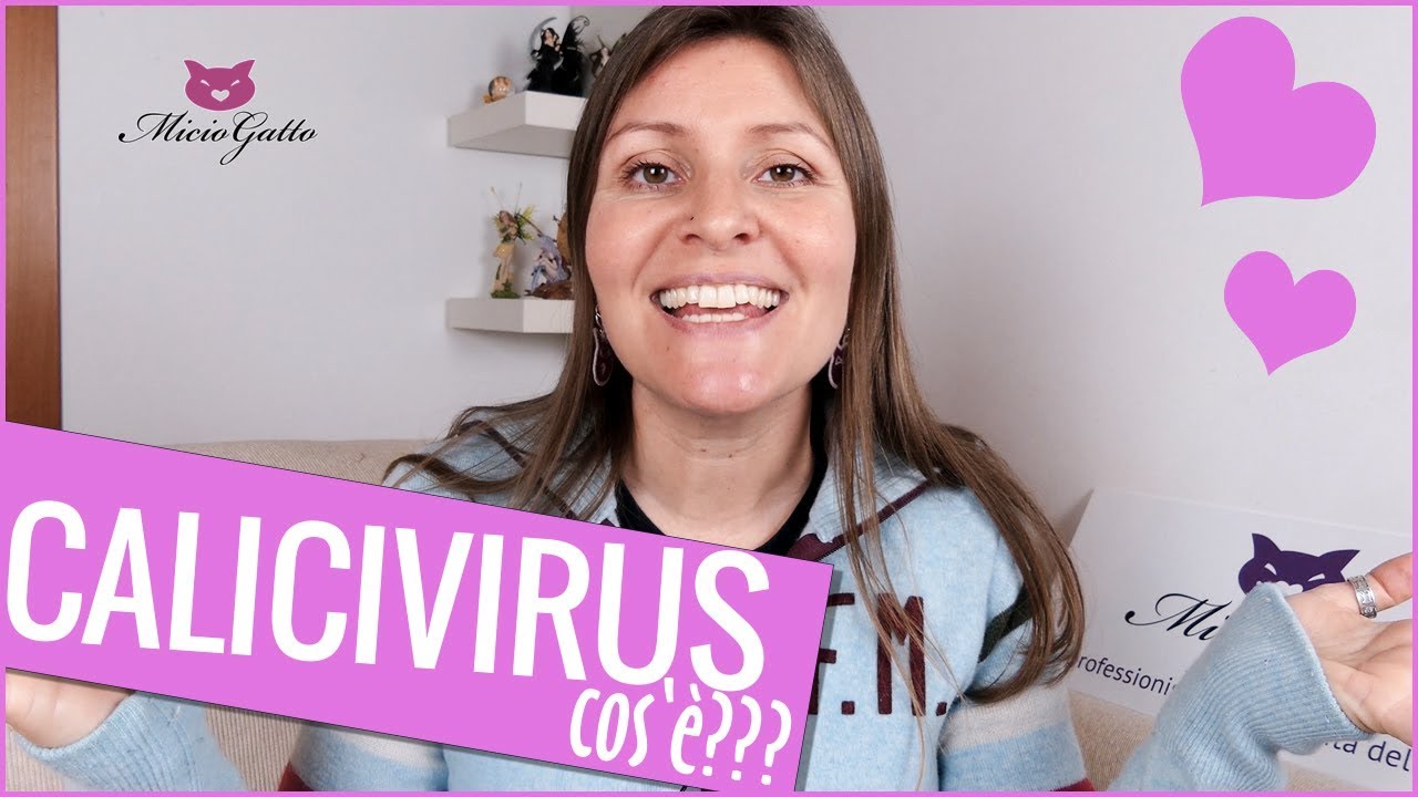 calicivirus gatto si trasmette all' uomo