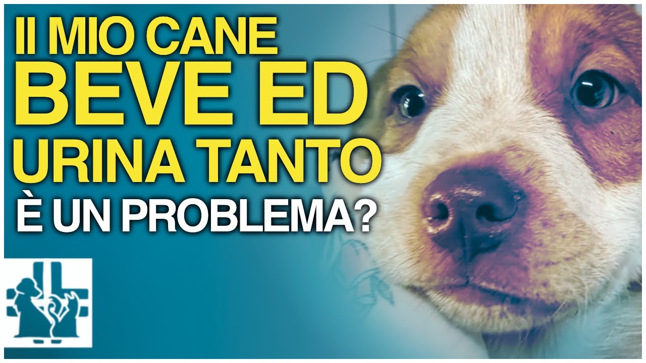 cane che beve molto e urina molto