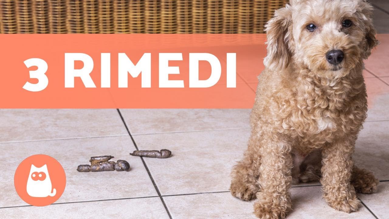 cane che fa la cacca in casa
