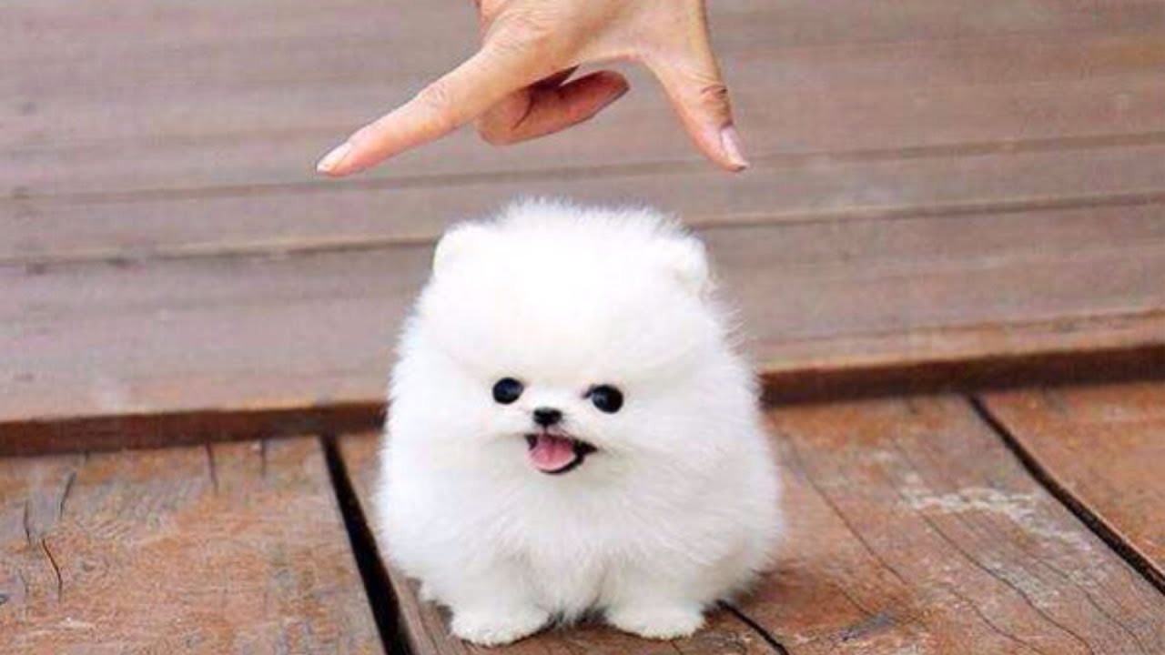 cane che sembra un peluche razza
