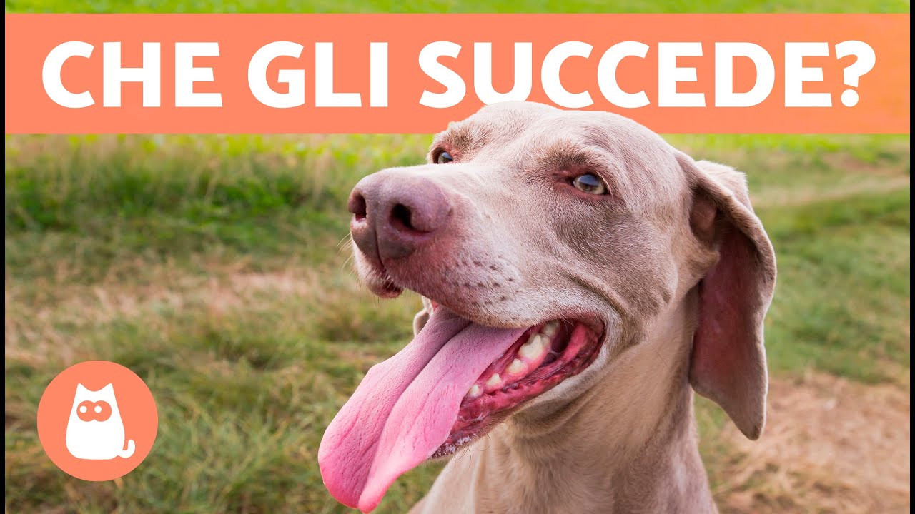 cane che tira fuori la lingua continuamente