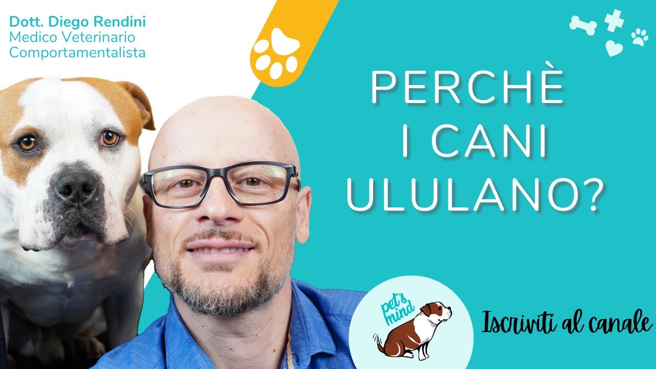 cane che ulula cosa vuol dire