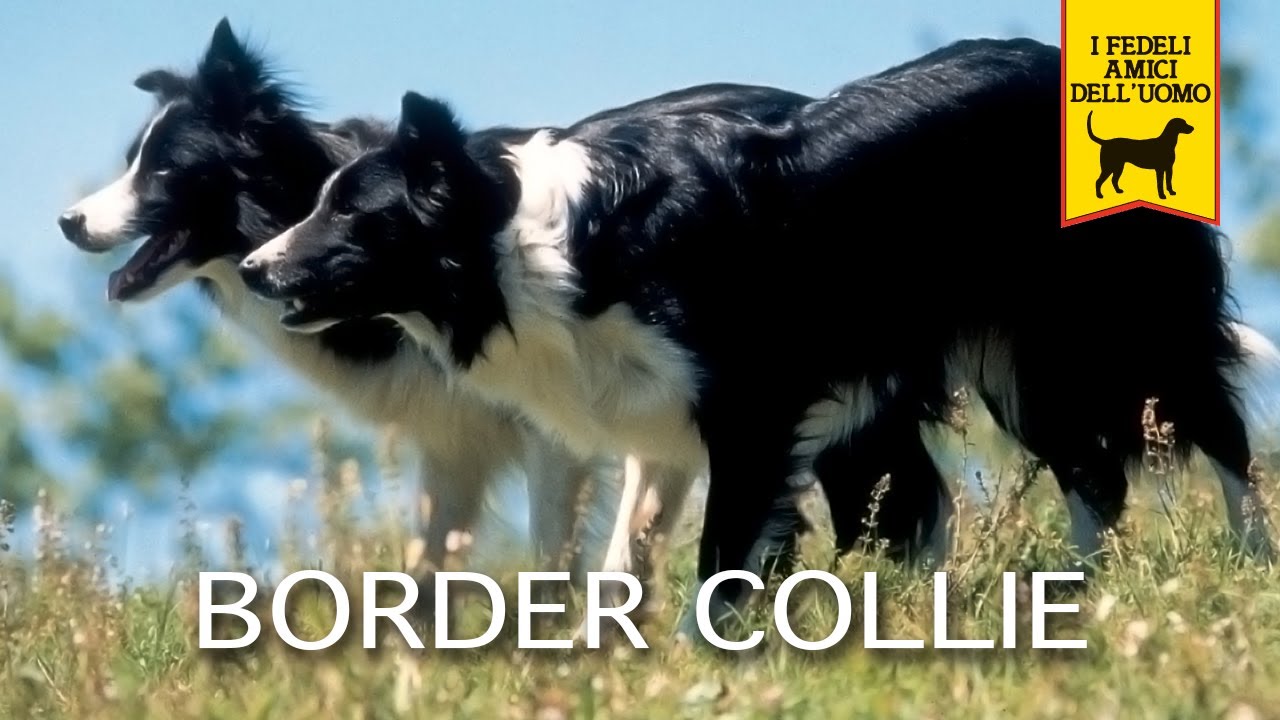 cane da gregge bianco e nero