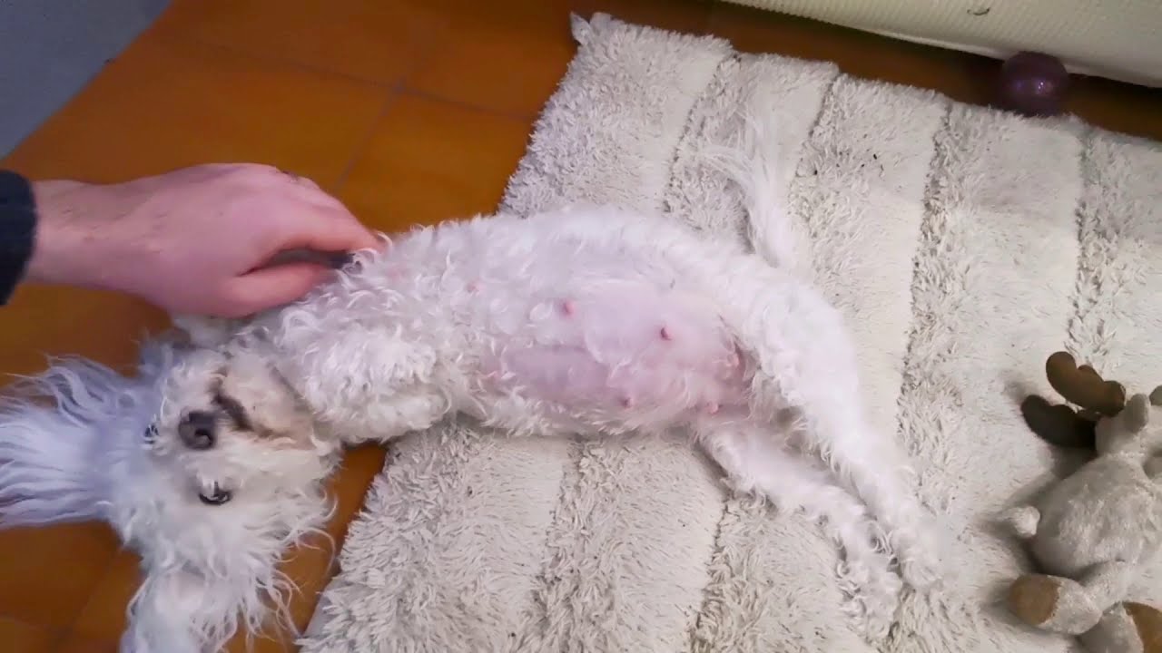 cane incrocio tra maltese e barboncino