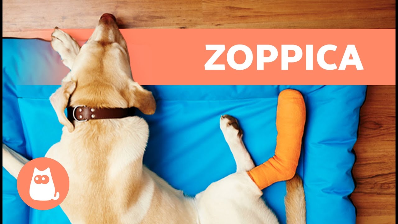 cane non appoggia zampa posteriore ma non piange