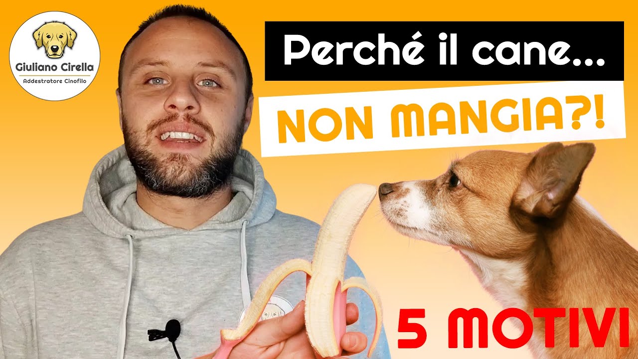 cane non mangia ed e mogio