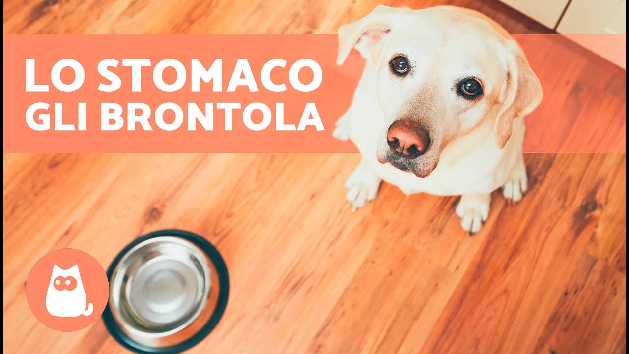cane rumori pancia e non mangia