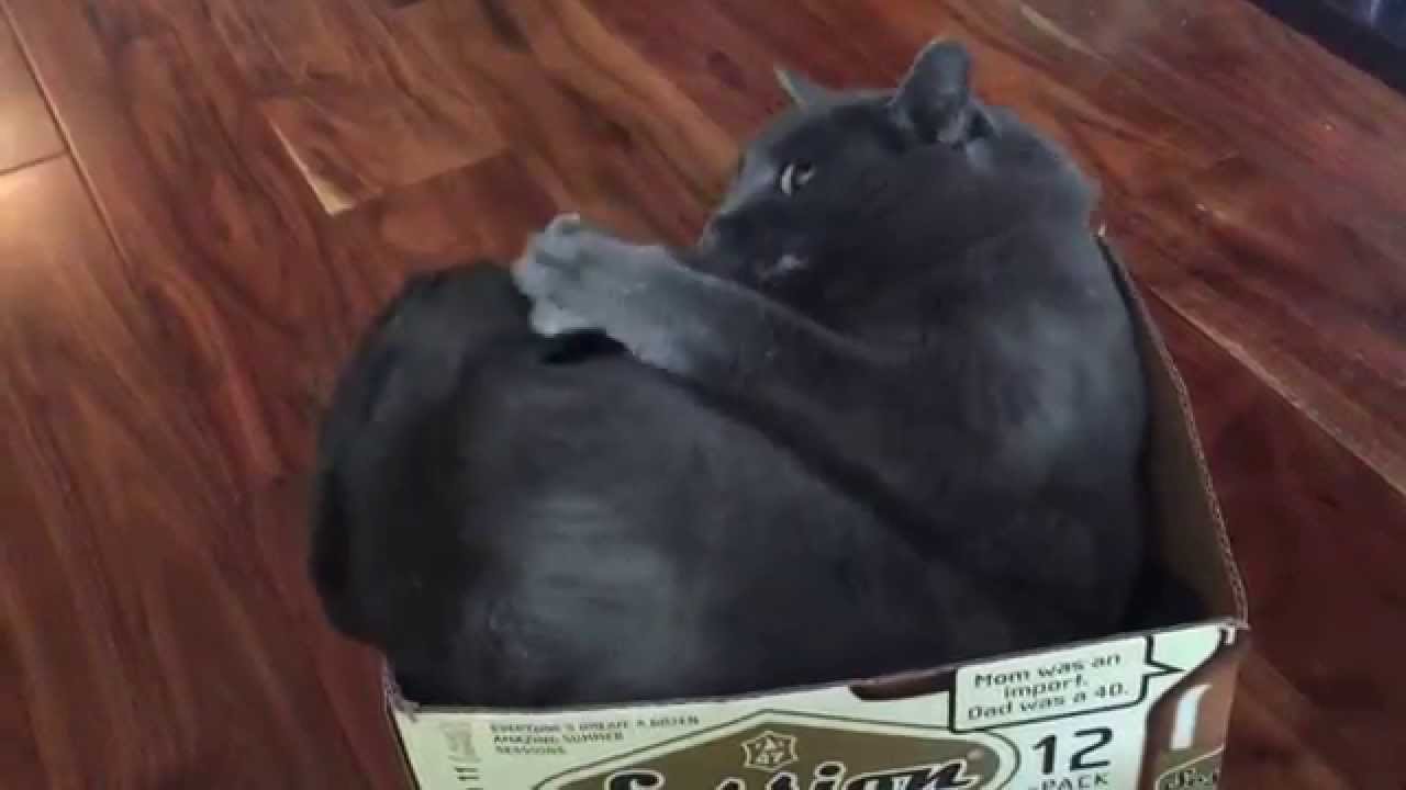 cane si morde la coda rimedi