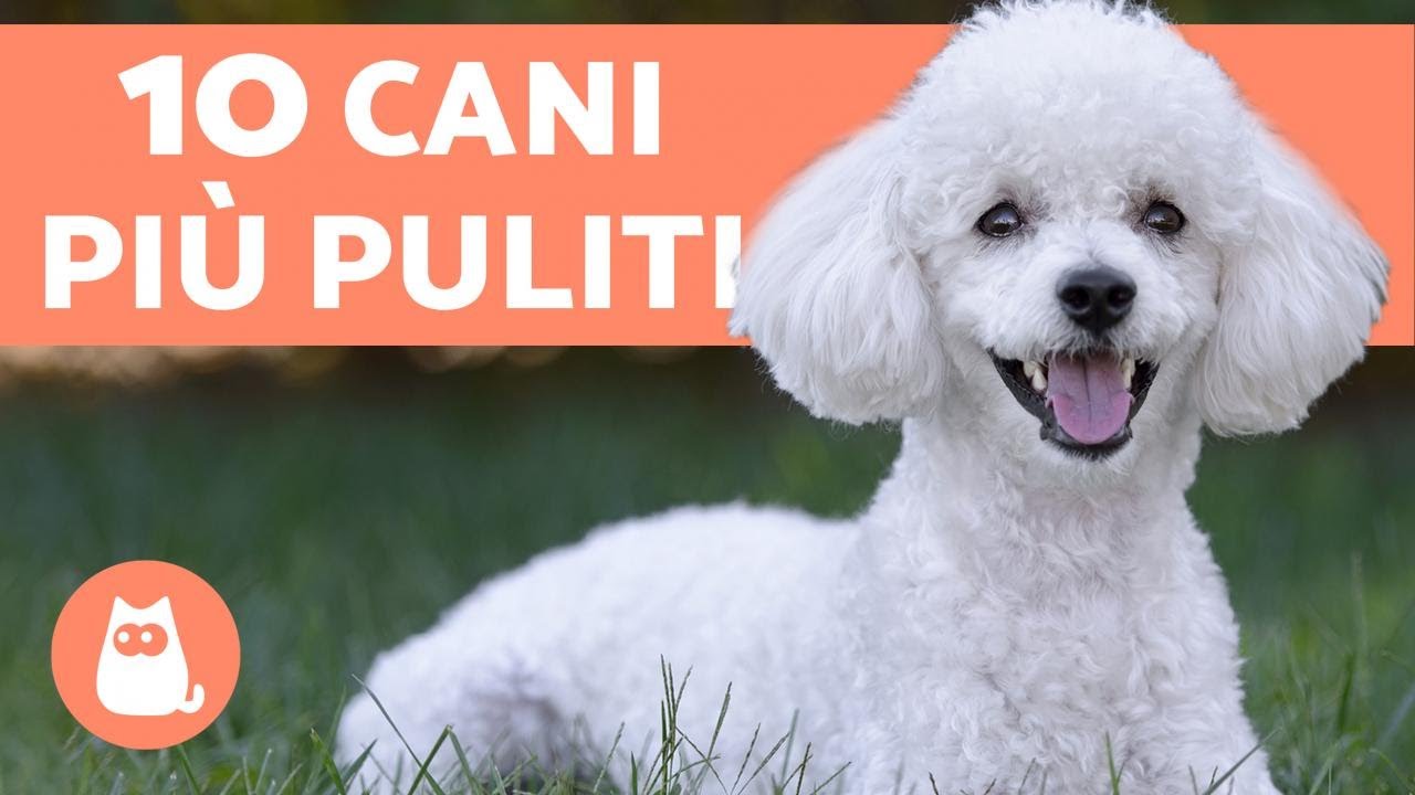 cani che non perdono pelo e non puzzano