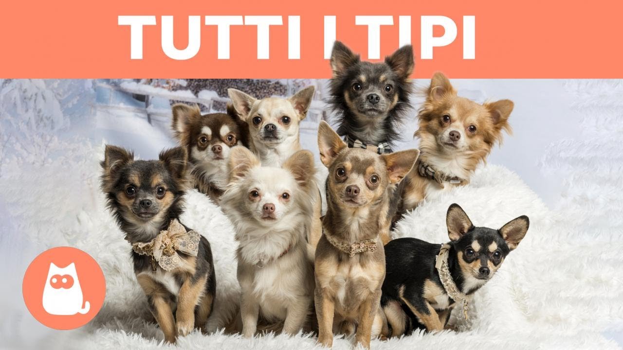 cani di razza a pelo lungo