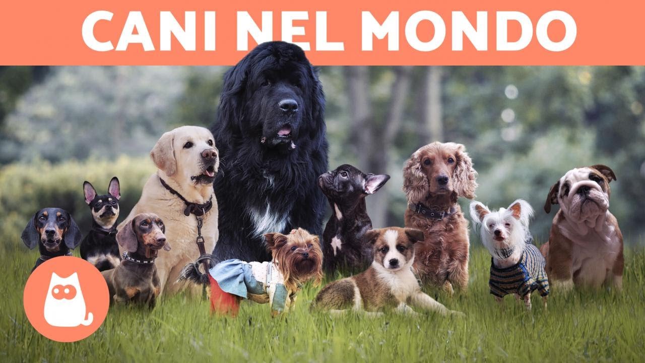 cani tutte le razze con foto