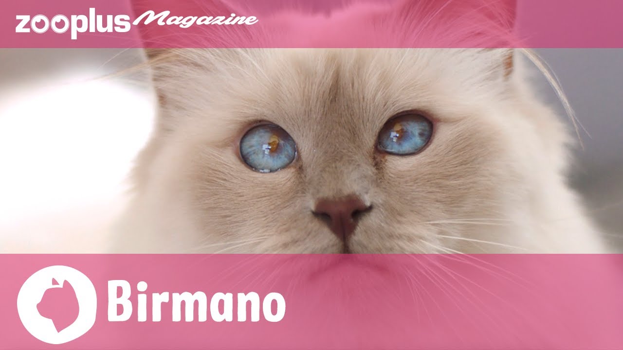 carattere del gatto sacro di birmania