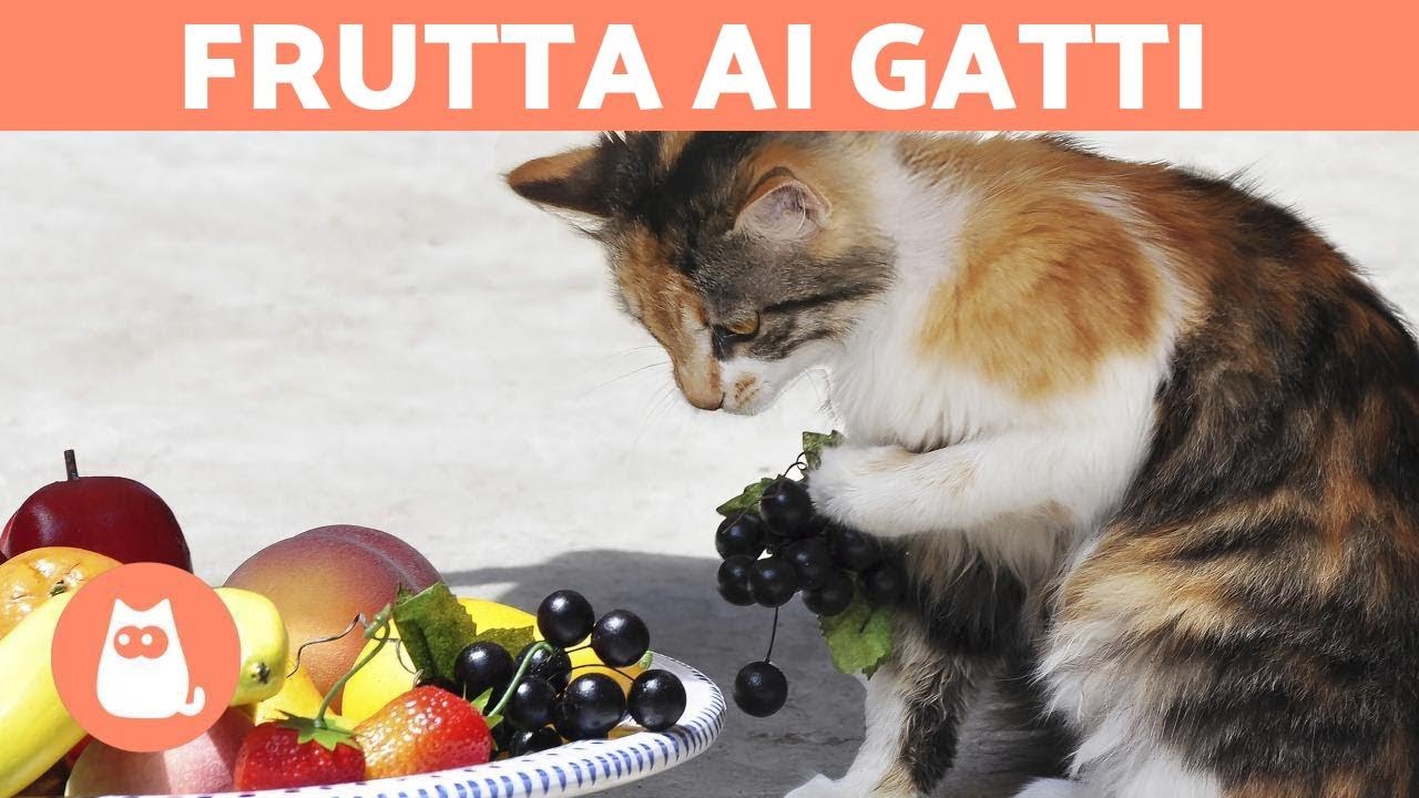che frutta possono mangiare i gatti