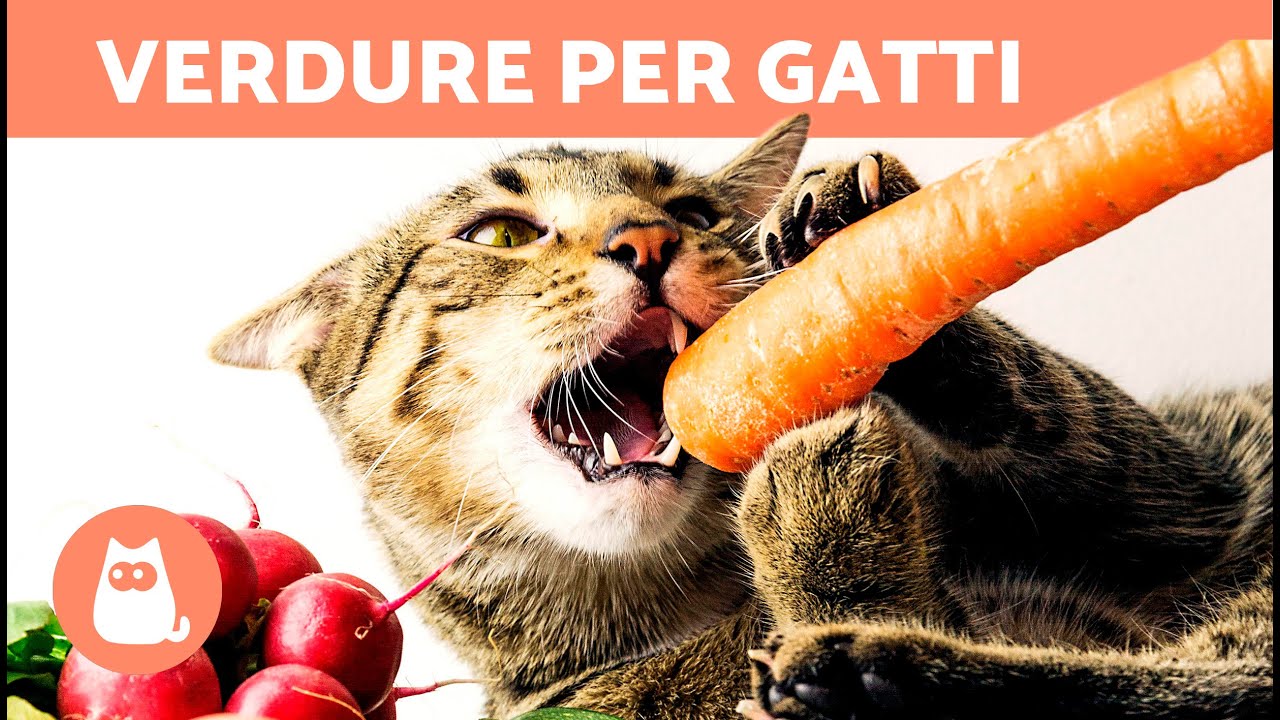 che verdure possono mangiare i gatti