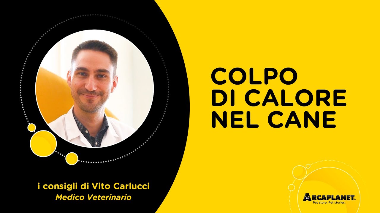 colpo di calore nel cane sintomi