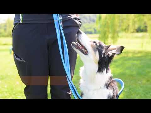 come aiutare il cane a superare le paure