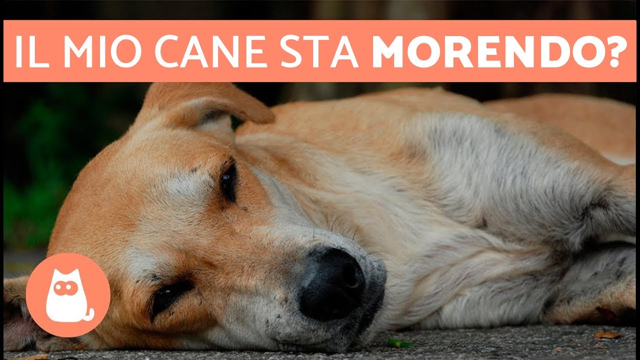 come capire se un anziano sta morendo