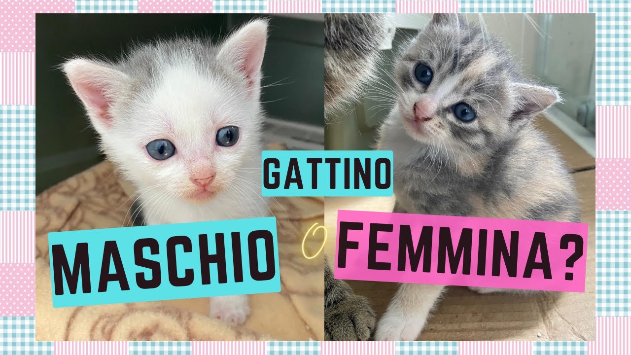 come capire se un gatto è maschio o femmina