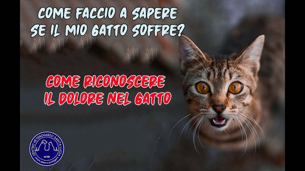come capire se un gatto sta soffrendo