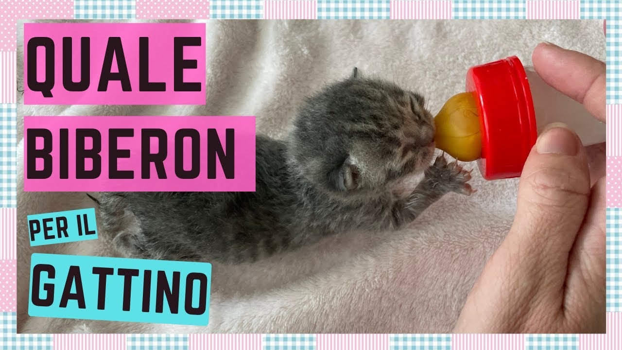 come costruire un biberon per gattini