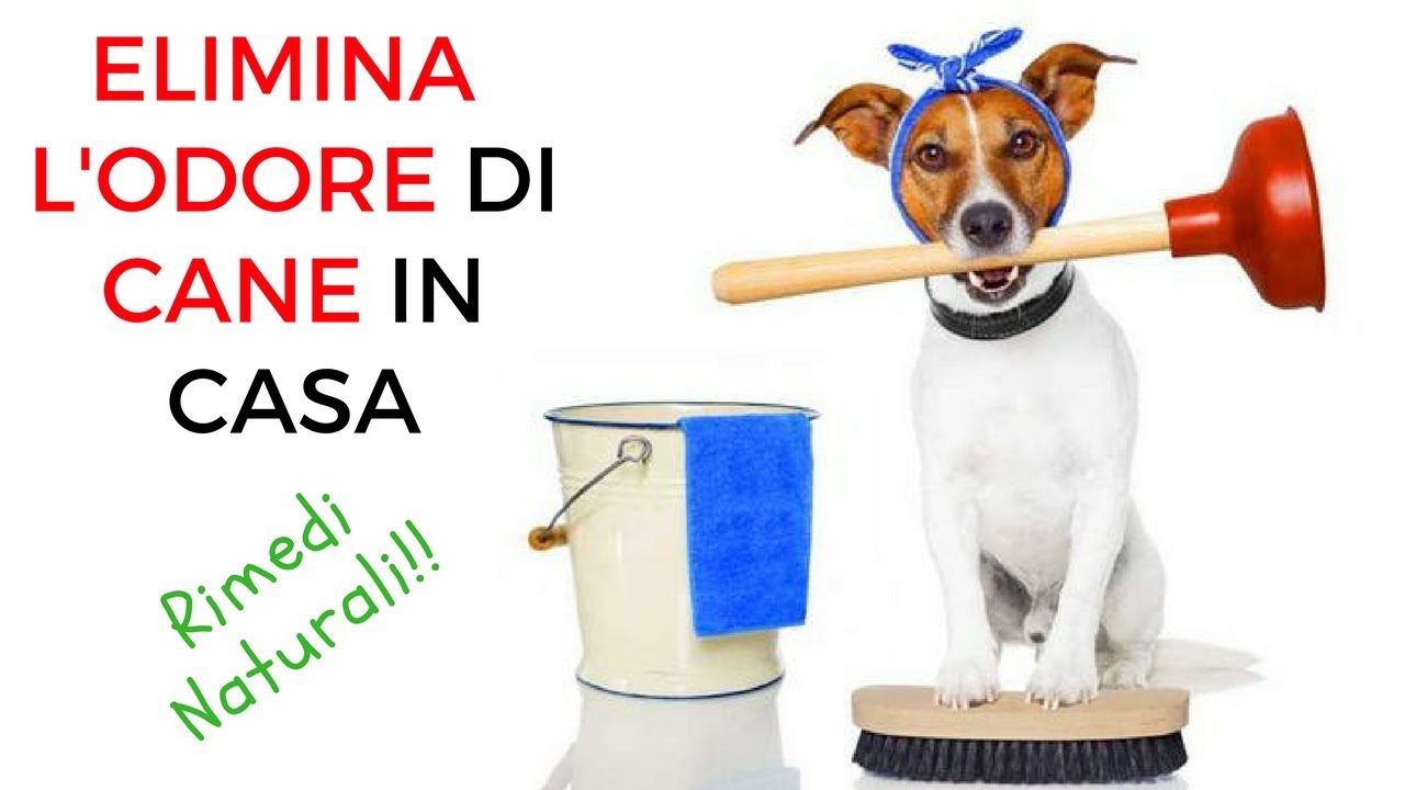 come eliminare l'odore del cane in casa