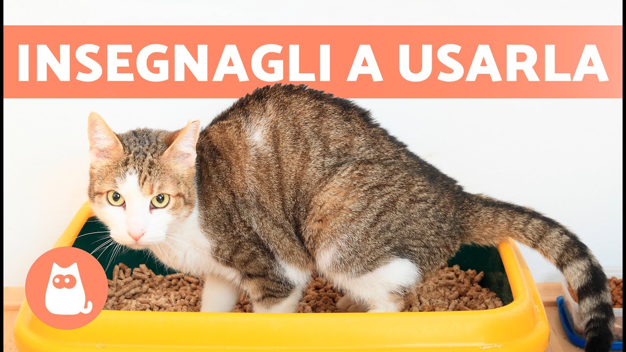 come fare ad abituare il gatto alla lettiera