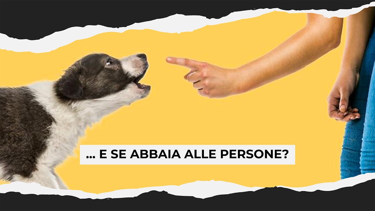 come insegnare al cane a non abbaiare alle persone