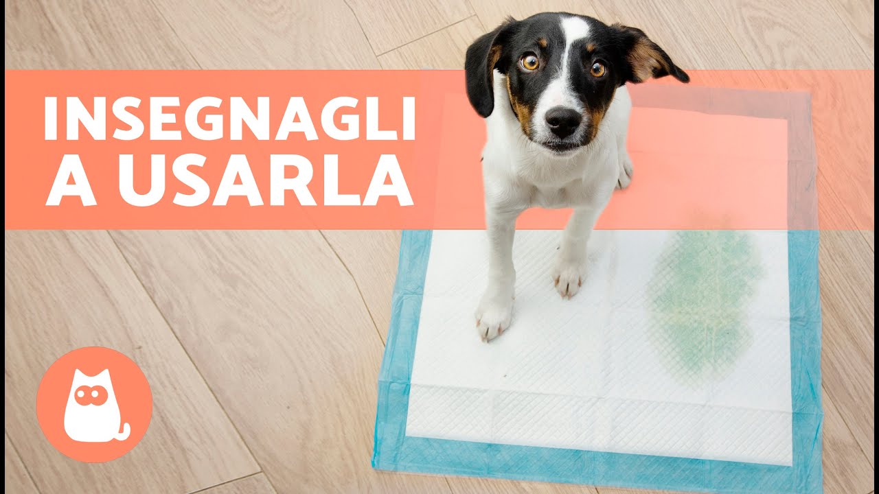 come insegnare al cucciolo a fare i bisogni fuori