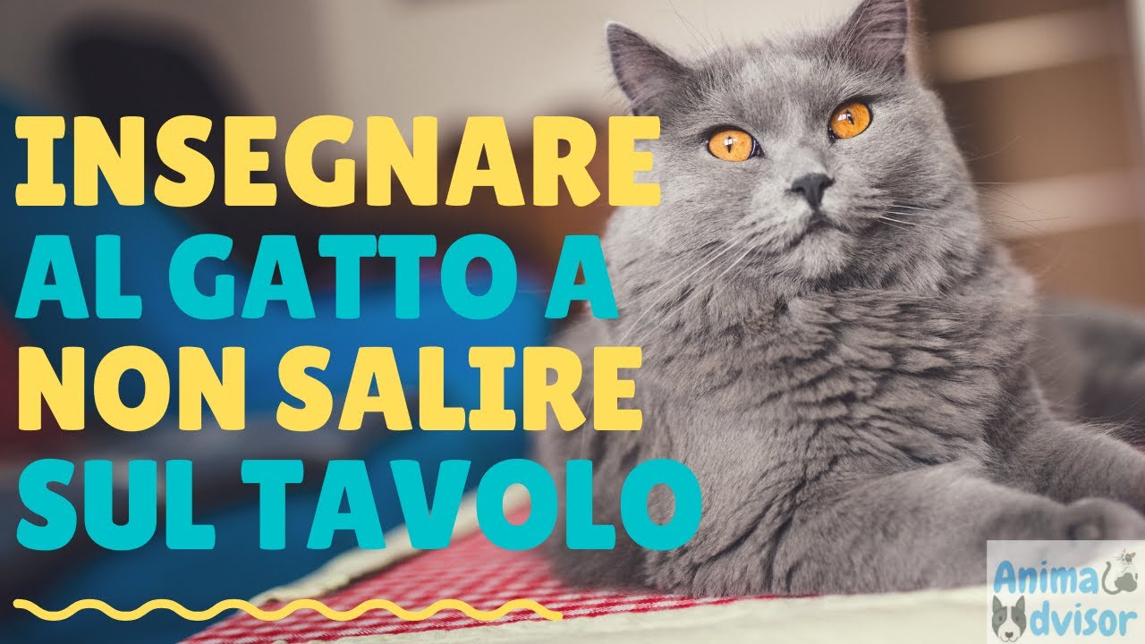 come non far salire il gatto sulla cucina