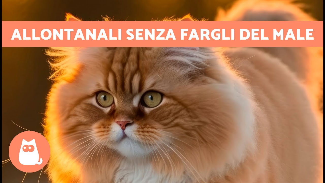 come non far scappare il gatto dal giardino