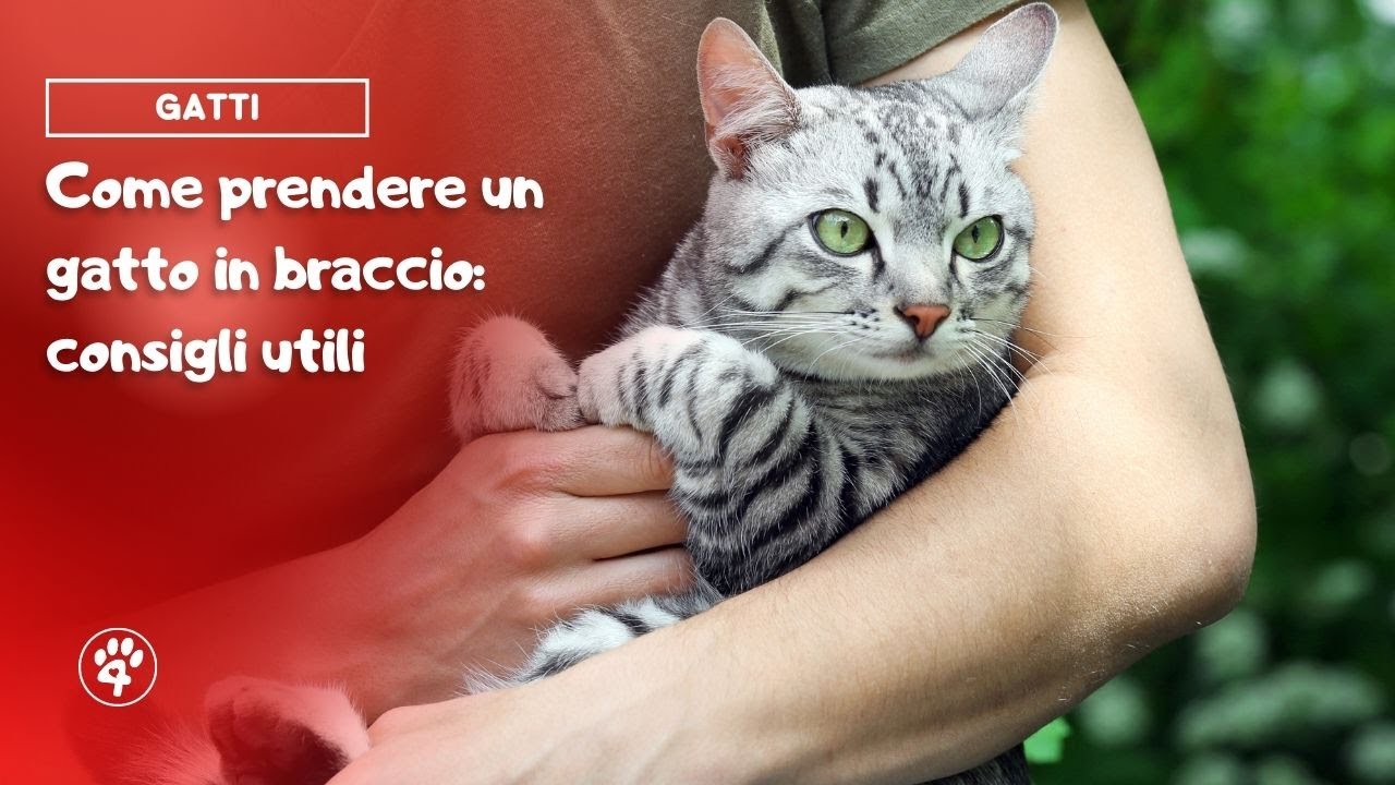 come prendere un gatto in braccio