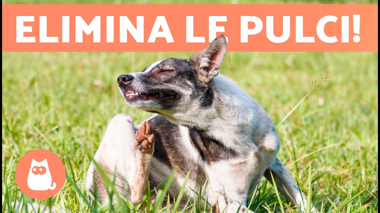 come rimuovere le pulci dal cane