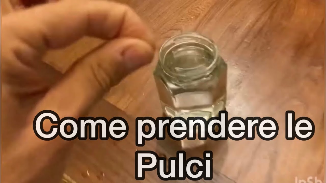 come sono fatte le pulci dei cani